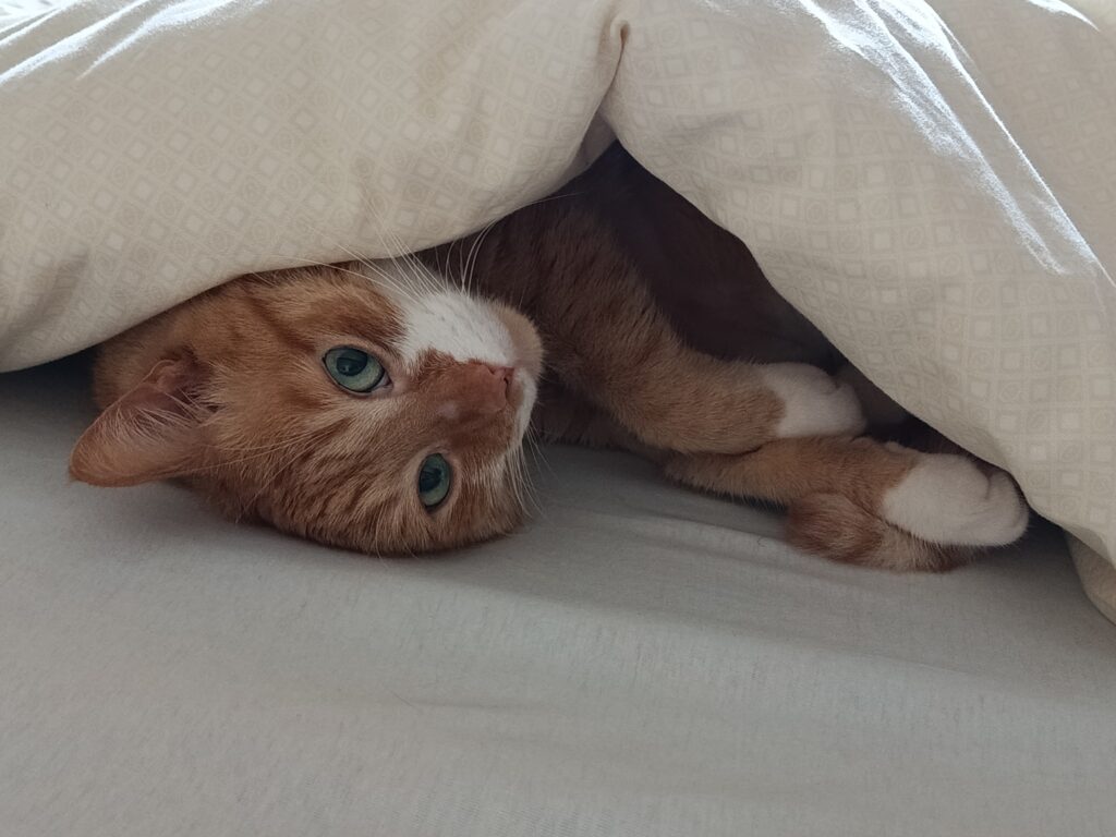Simba
