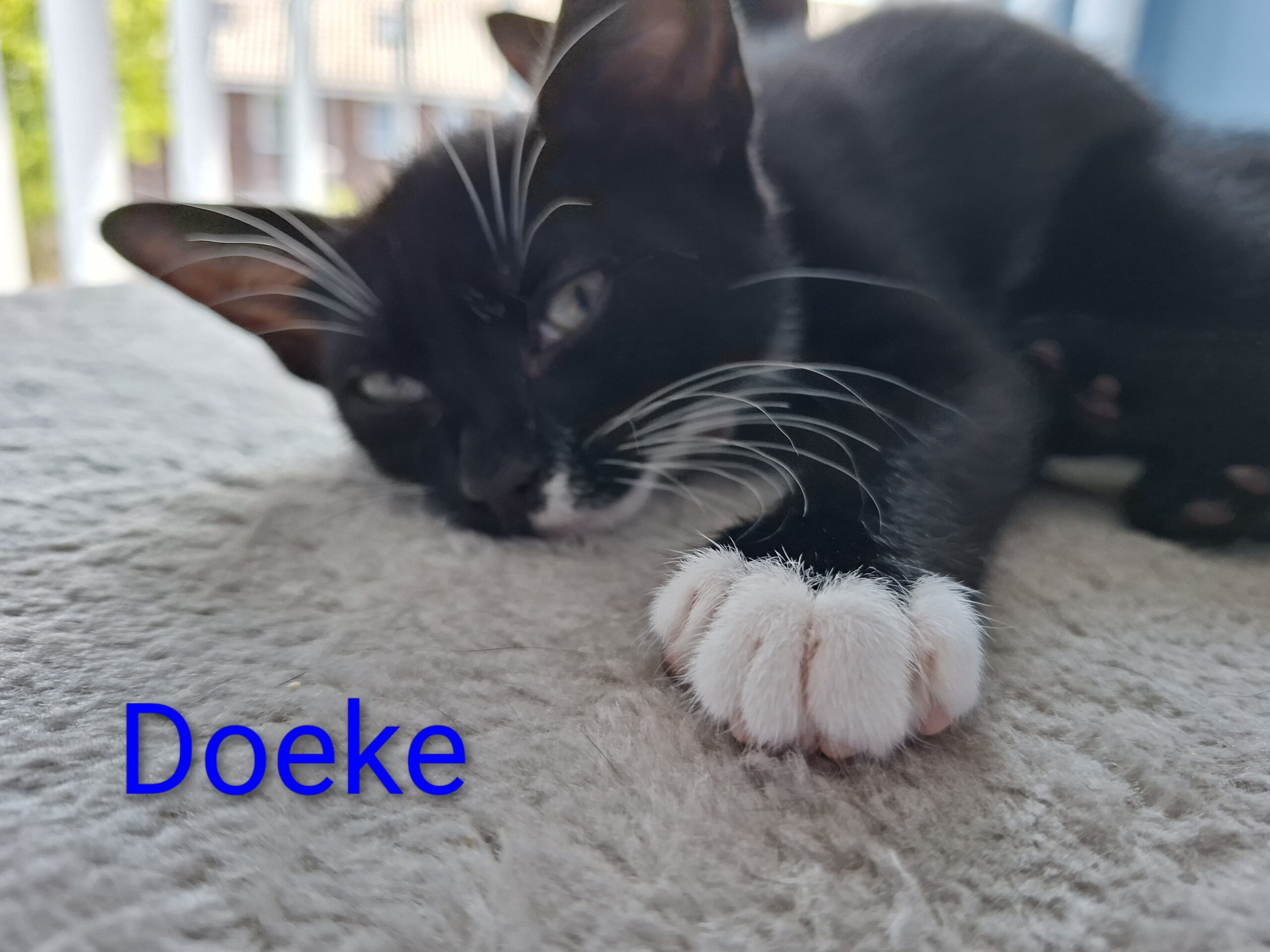 Doeke Daantje Dibbes Demi Daphne (12)