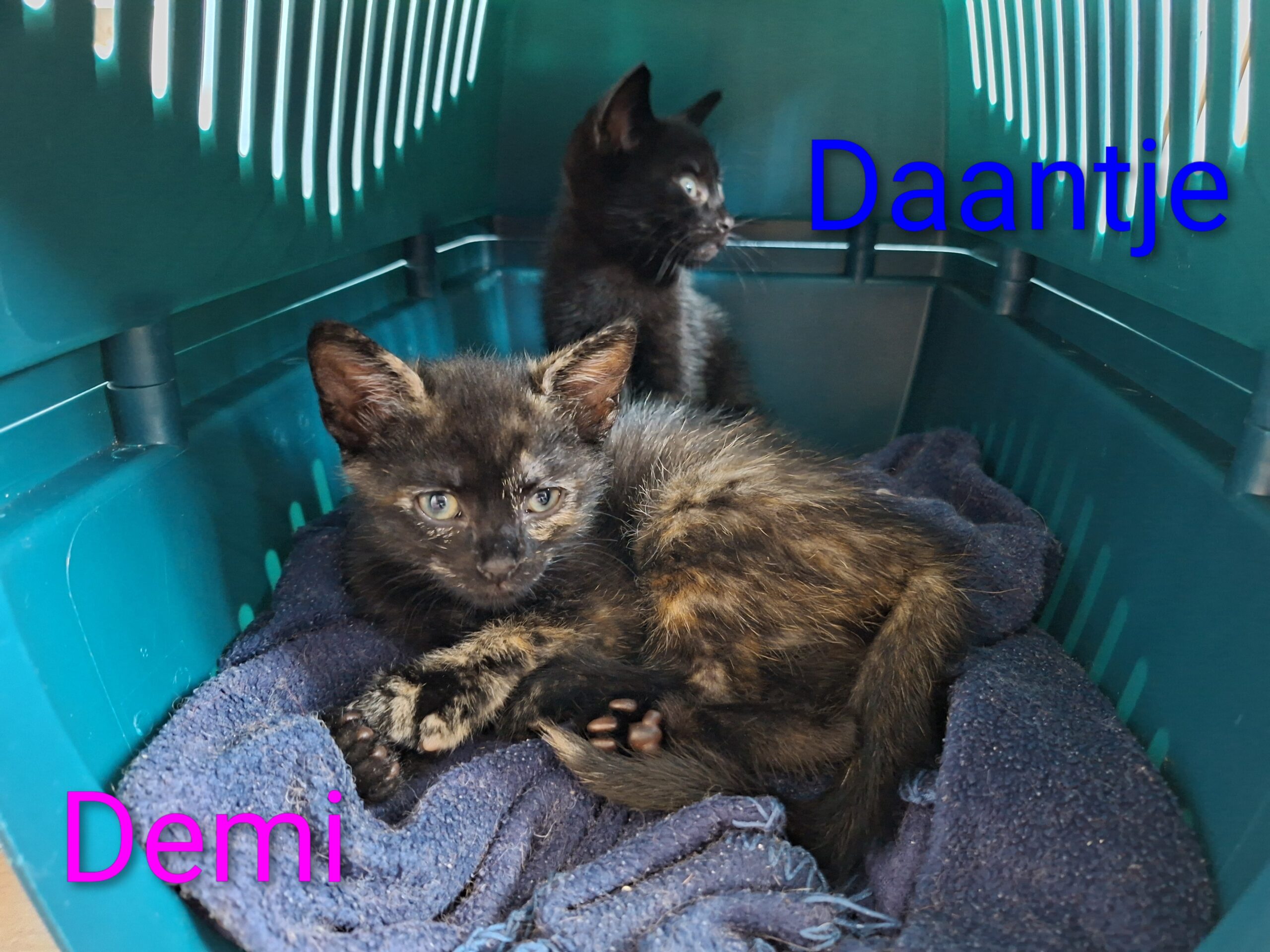 Doeke Daantje Dibbes Demi Daphne (2)
