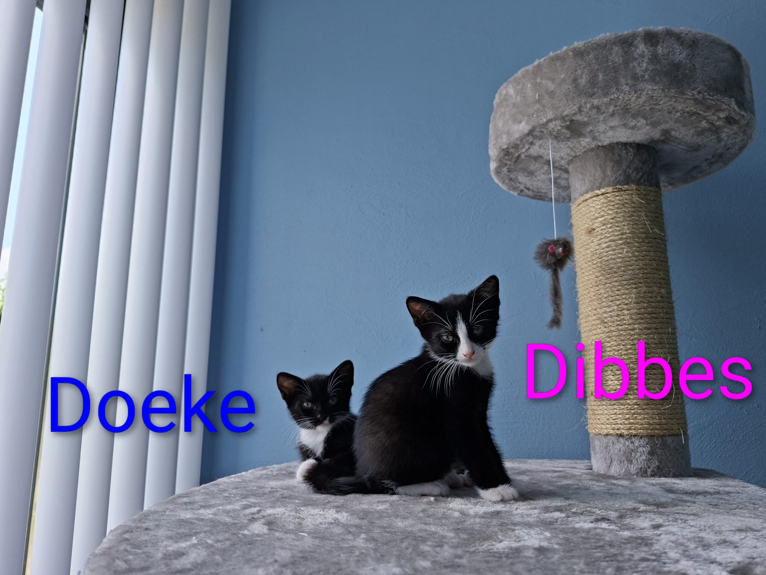 Doeke Daantje Dibbes Demi Daphne (5)