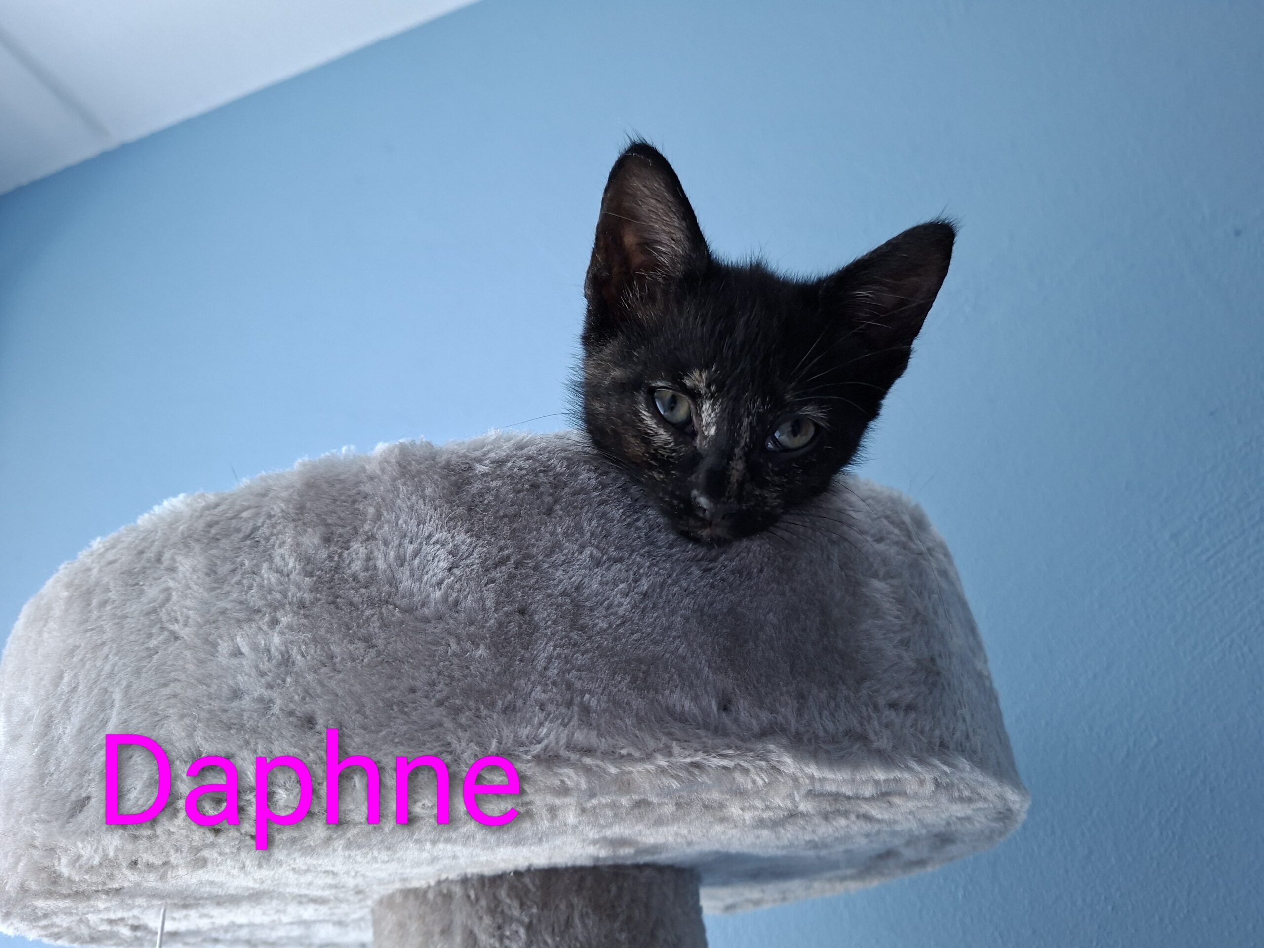 Doeke Daantje Dibbes Demi Daphne (6)